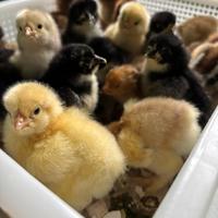 Pulcini Brahama di diverse colorazioni