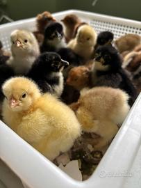 Pulcini Brahama di diverse colorazioni