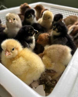 Pulcini Brahama di diverse colorazioni