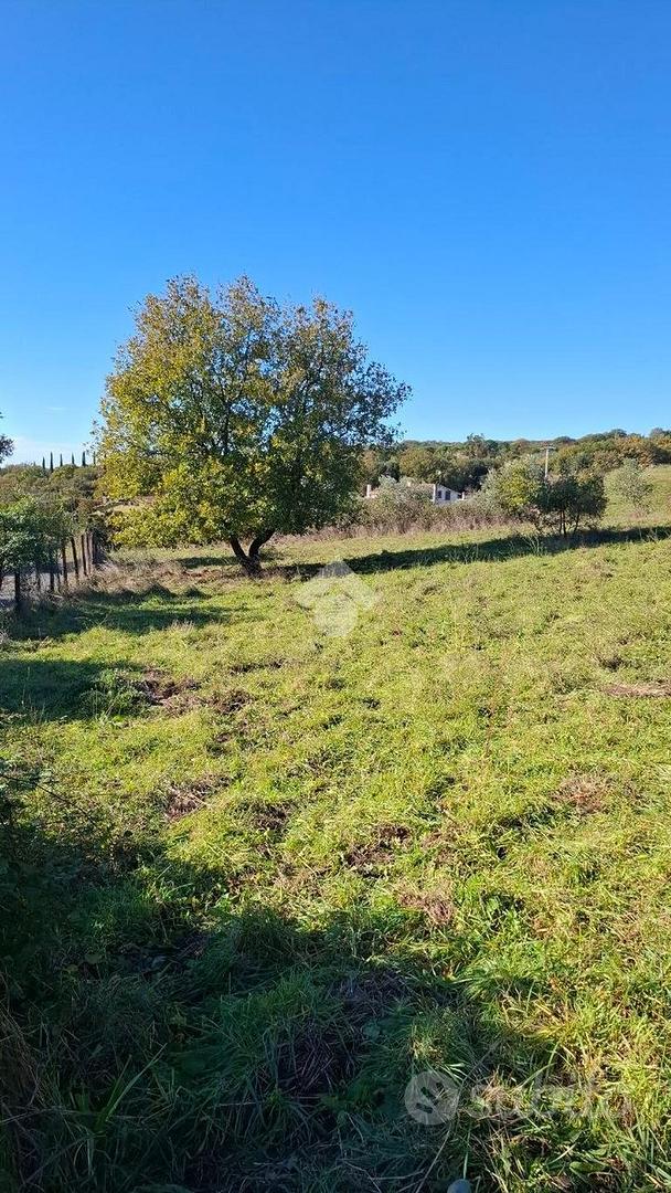 TER. AGRICOLO A TREVIGNANO ROMANO - Altro