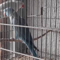 Parrochetti dal collare
