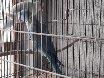 Parrochetti dal collare