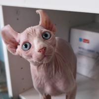 Sphynx