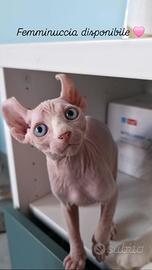 Sphynx