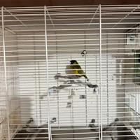 Lucherino testa nera diluito più gabbia grande