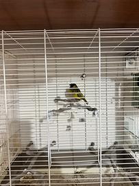 Lucherino testa nera diluito più gabbia grande