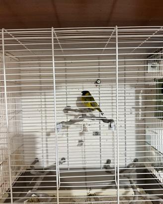 Lucherino testa nera diluito più gabbia grande