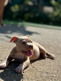 Pitbull RED NOSE