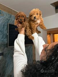 Cuccioli barboncini toy minitoy e teacup