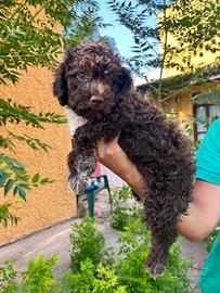 Cucciolo Lagotto romagnolo con pedigree