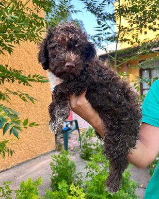 Cucciolo Lagotto romagnolo con pedigree