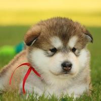 Alaskan Malamute cuccioli
