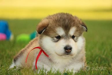 Alaskan Malamute cuccioli