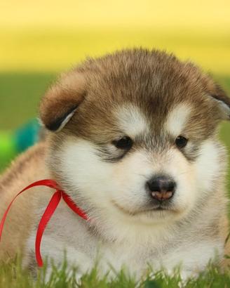 Alaskan Malamute cuccioli
