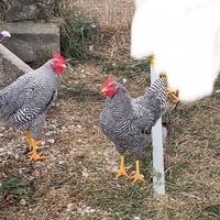 Galli e galline di razza