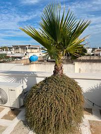 Palma  washingtonia filifera