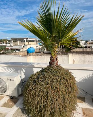 Palma  washingtonia filifera