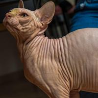 Micia per il mio Sphynx