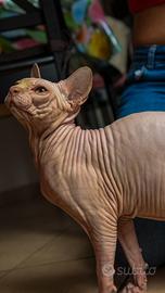 Micia per il mio Sphynx