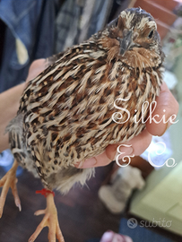 QUAGLIE e COLINI uova
