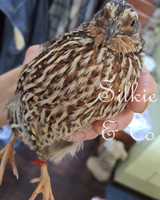 QUAGLIE e COLINI uova