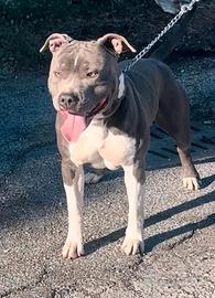 Maschio Amstaff Blu per Monta