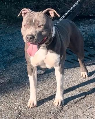 Maschio Amstaff Blu per Monta