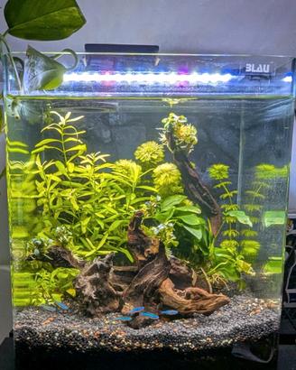 Acuario Blau Cubi Panoramic 32L