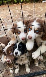 Pastore australiano Australian Shepherd pedigree