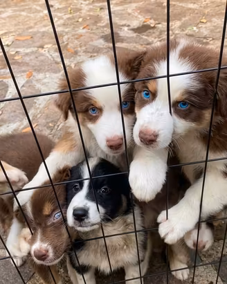 Pastore australiano Australian Shepherd pedigree