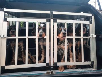 Cucciolo di setter di 3 mesi