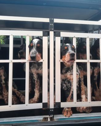 Cucciolo di setter di 3 mesi