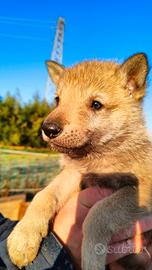 Cuccioli cane lupo cecoslovacco CLC