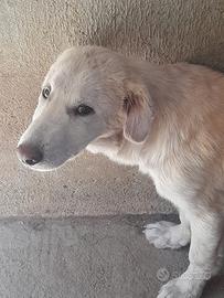 Cucciolo 4 mesi in canile dagli occhi tristi