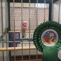 Cacatua roseicapilla