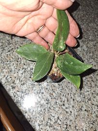 hoya piantina 