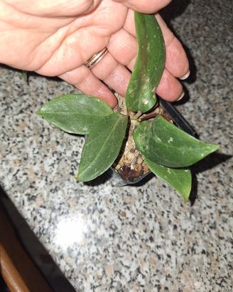 hoya piantina 