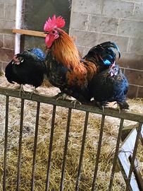 Galline ornamentali