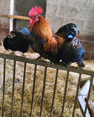 Galline ornamentali