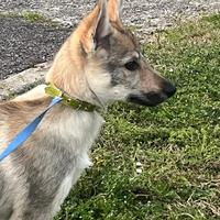 Cucciola cane lupo cecoslovacco