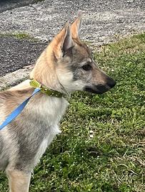 Cucciola cane lupo cecoslovacco