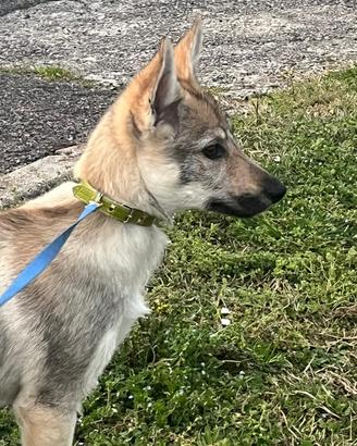 Cucciola cane lupo cecoslovacco