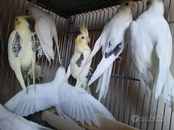 Pappagalli calopsite