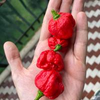 Semi  peperoncino Moruga scorpion (red)