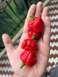 Semi  peperoncino Moruga scorpion (red)