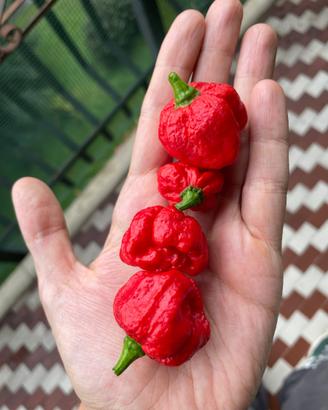 Semi  peperoncino Moruga scorpion (red)