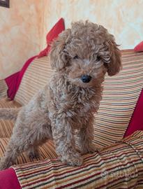 Ultima di Barboncino femmina - pronta per