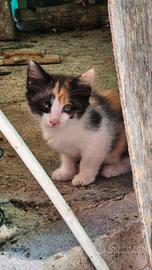 Gattini