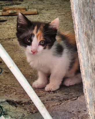 Gattini