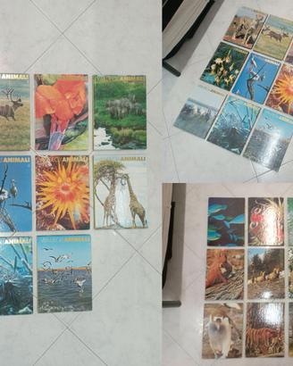 Enciclopedia " VITA DEGLI ANIMALI " Ed. CURCIO